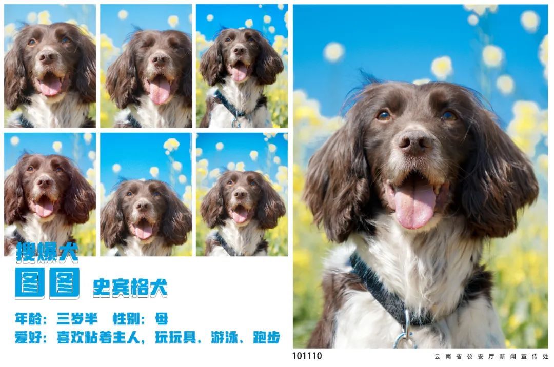 蓝天白云油菜花！被警犬的春日证件照狠狠迷到了