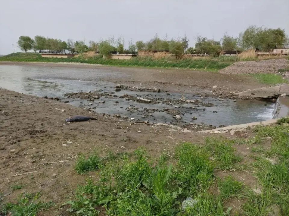 国家一级重点保护动物,江边搁浅死亡 国家一级重点保护动物,江边搁浅死亡