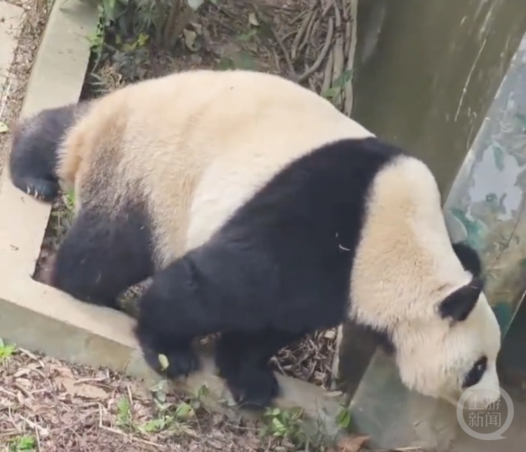 南京红山动物园打针打瘸大熊猫一条腿?园方回应:确有此可能,已参照专业要求救治 南京红山动物园打针打瘸大熊猫一条腿?园方回应:确有此可能,已参照专业要求救治