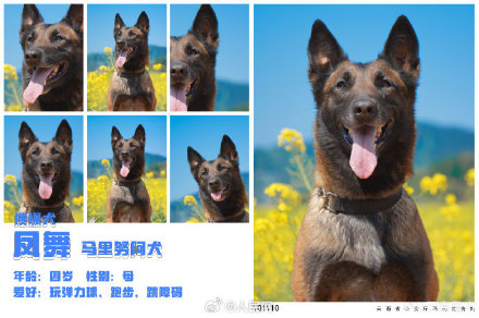 警汪集合！云南警方公布警犬春日写真证件照