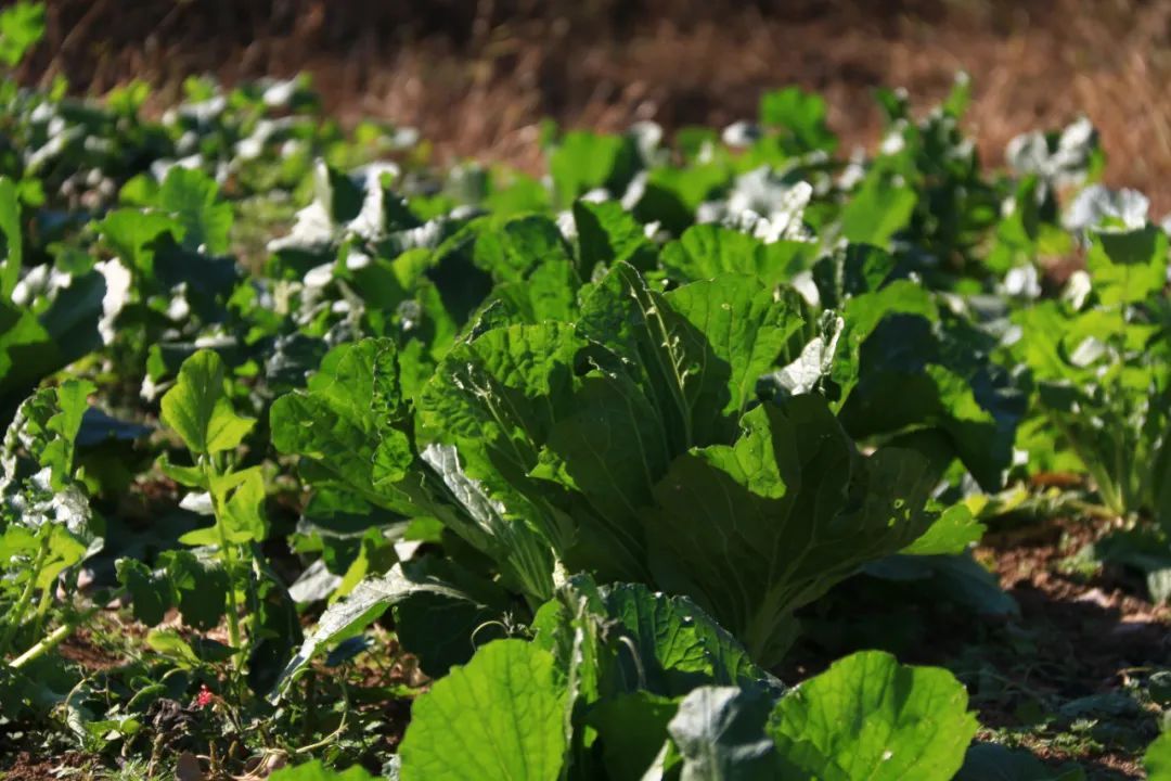 春季总是感觉疲惫、乏力？吃点这种蔬菜能缓解！