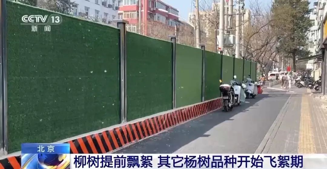 受大风天气影响，北京毛白杨飞絮期较往年提前一周结束