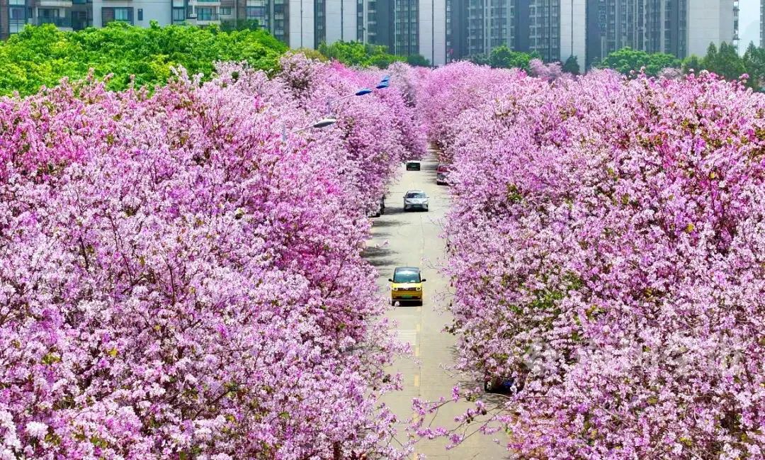 花坚强！柳州洋紫荆花海仍在最美时段，持续时间→