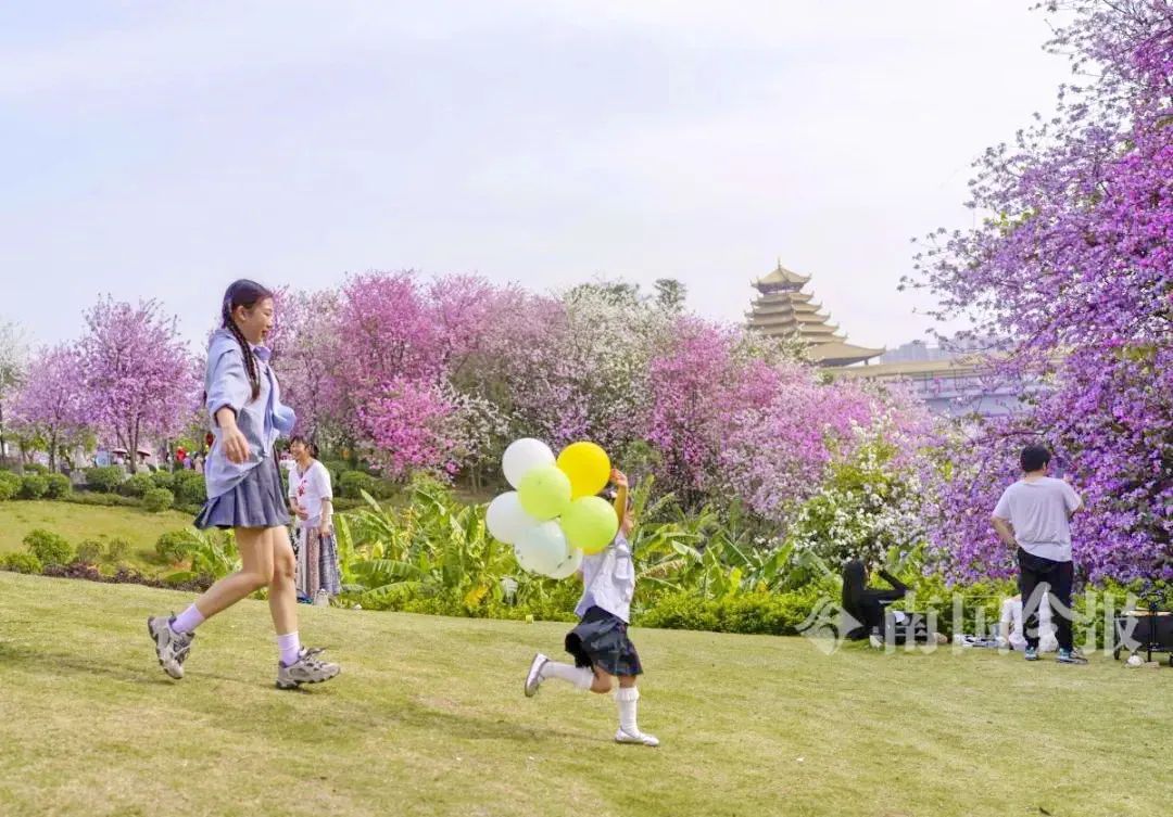 花坚强！柳州洋紫荆花海仍在最美时段，持续时间→