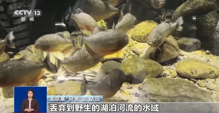 有些“异宠”不宜宠 专家：购买饲养前要做到“三查”