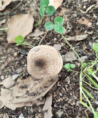 近期，小心这种致命毒物！湖北疾控重要提示