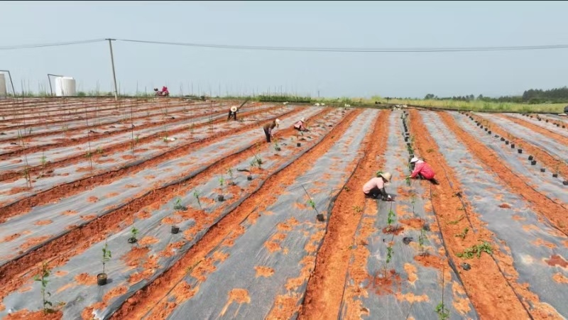 江西永丰：百香果种植绘就“甜蜜图景”