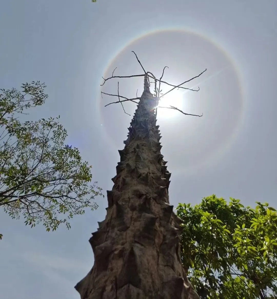 南宁惊现日晕奇观！你拍到“天空之眼”了吗？