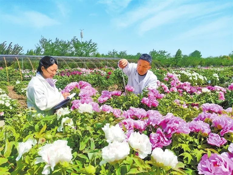 当最后一朵牡丹凋谢，你还会再来吗？