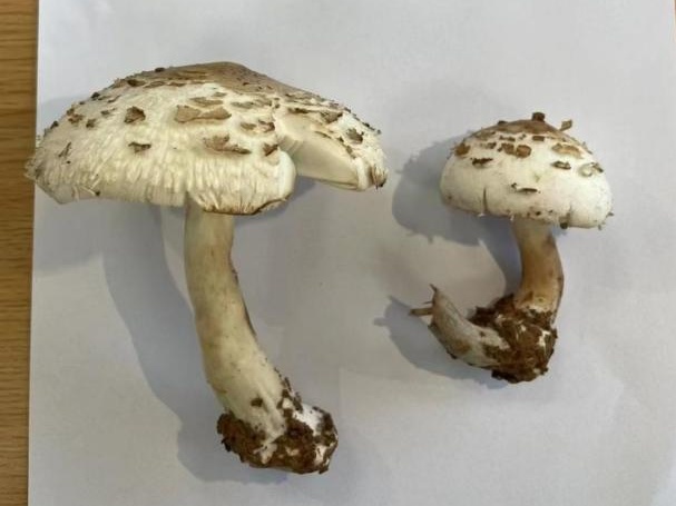 近期，小心这种致命毒物！湖北疾控重要提示