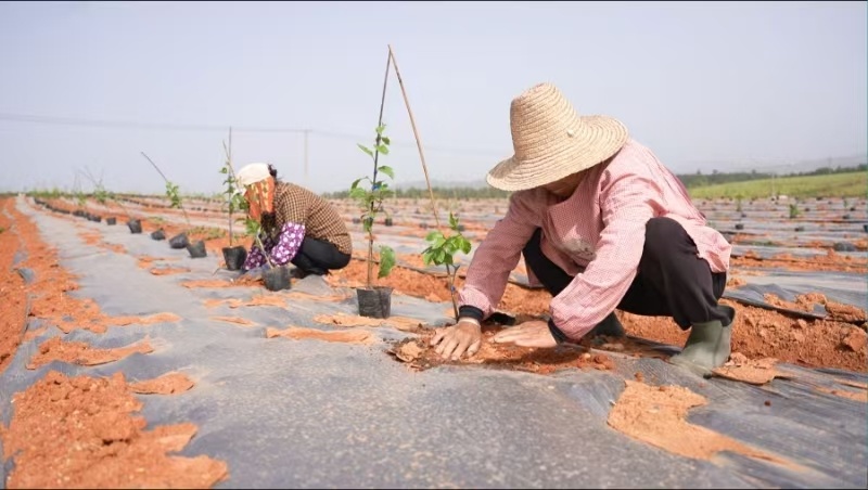 江西永丰：百香果种植绘就“甜蜜图景”