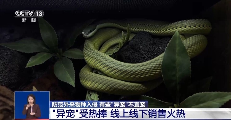 有些“异宠”不宜宠 专家：购买饲养前要做到“三查”