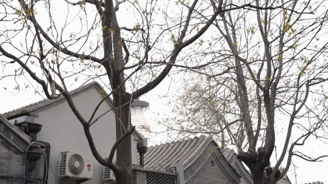 “变化太大了”,邂逅古都春日浪漫,白塔寺citywalk! “变化太大了”,邂逅古都春日浪漫,白塔寺citywalk!