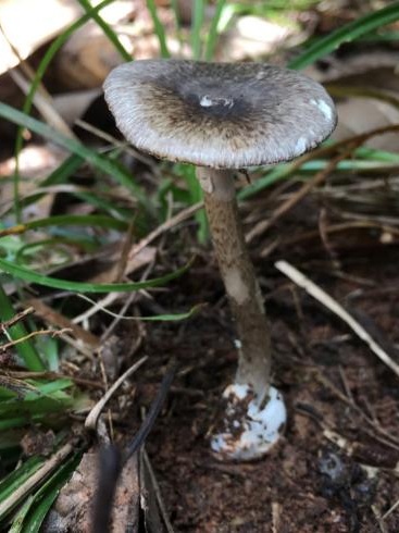 近期，小心这种致命毒物！湖北疾控重要提示