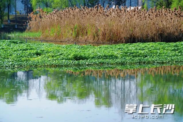 大雨！雷暴大风！冰雹！马上到长沙