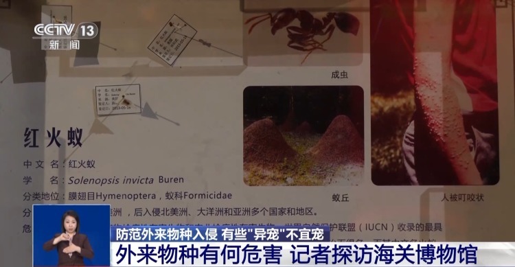 有些“异宠”不宜宠 专家：购买饲养前要做到“三查”