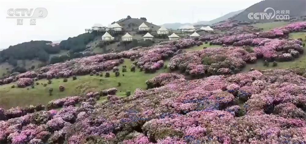 “赏花游”带火乡村文旅消费 春日经济“一路繁花”绘就活力图景