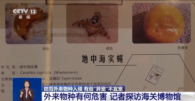 有些“异宠”不宜宠 专家：购买饲养前要做到“三查”