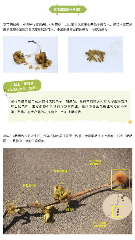 行道树飘絮如何治理?市民出行如何防护?看这里→ 行道树飘絮如何治理?市民出行如何防护?看这里→