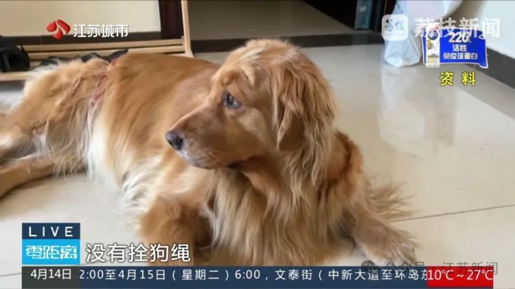 八旬老人被邻居金毛扑倒致死,邻居不愿赔10万,法院:赔40万! 八旬老人被邻居金毛扑倒致死,邻居不愿赔10万,法院:赔40万!