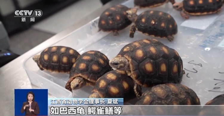 有些“异宠”不宜宠 专家：购买饲养前要做到“三查”