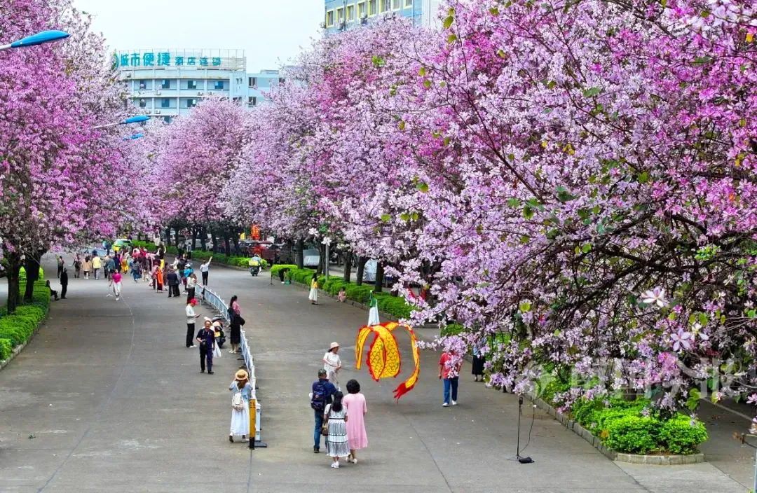 花坚强！柳州洋紫荆花海仍在最美时段，持续时间→