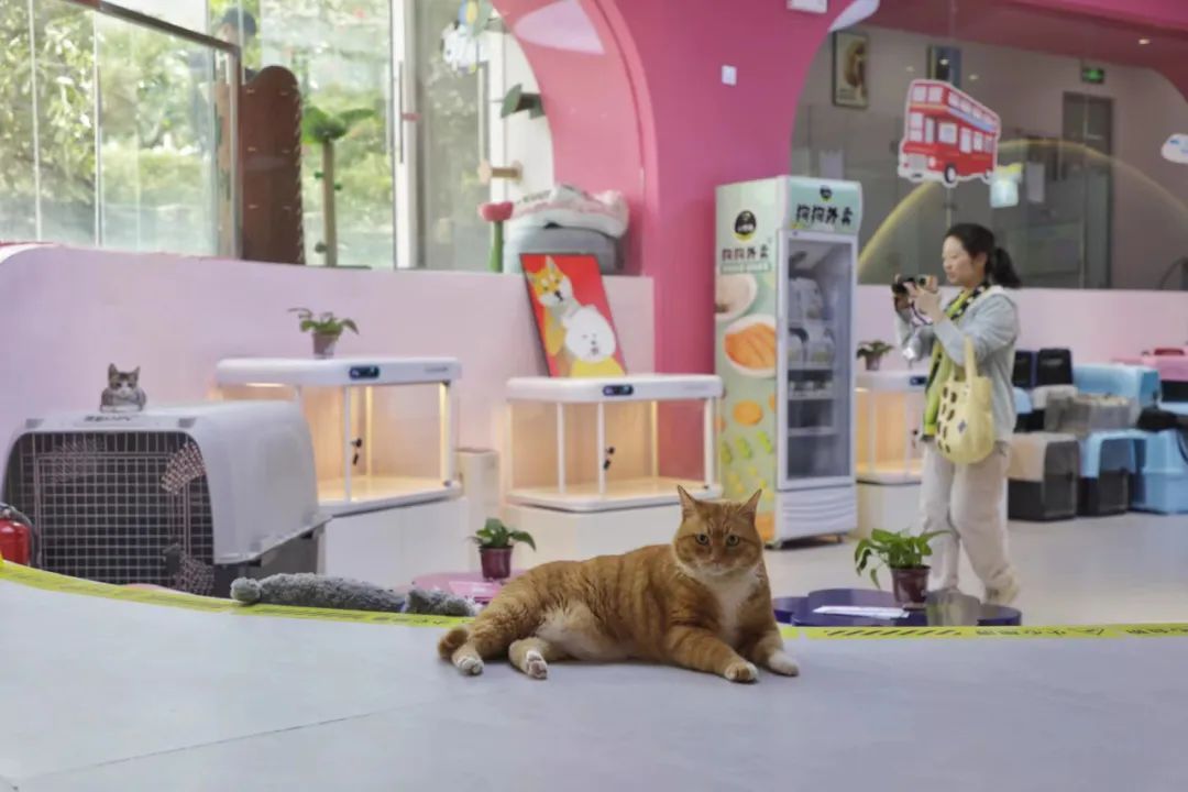 就在广州!全国首个宠物航站楼来啦 就在广州!全国首个宠物航站楼来啦