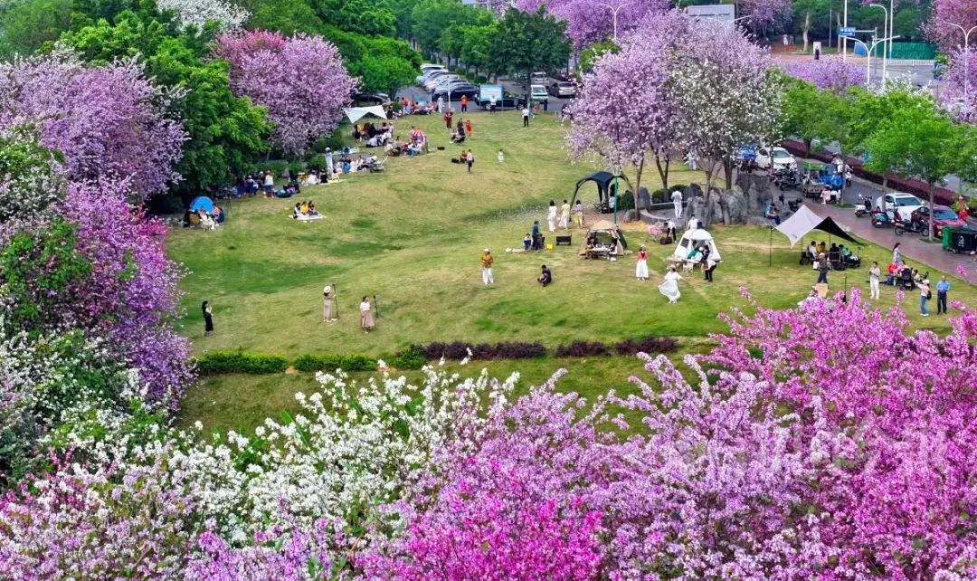 花坚强！柳州洋紫荆花海仍在最美时段，持续时间→