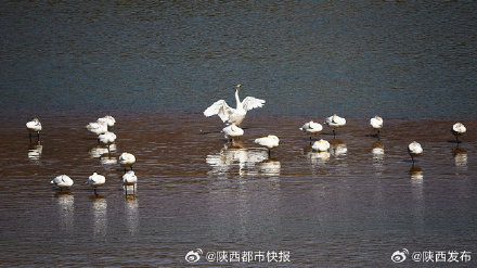 黄河榆林吴堡段百鸟翔集