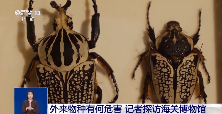 有些“异宠”不宜宠 专家：购买饲养前要做到“三查”