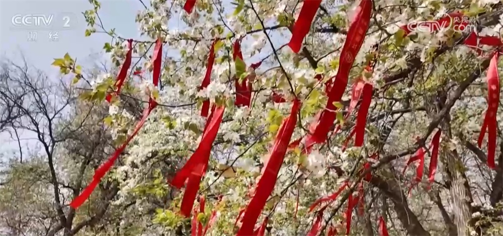 “赏花游”带火乡村文旅消费 春日经济“一路繁花”绘就活力图景