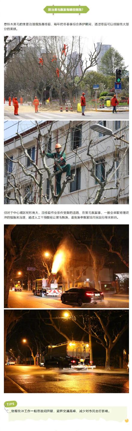 行道树飘絮如何治理?市民出行如何防护?看这里→ 行道树飘絮如何治理?市民出行如何防护?看这里→
