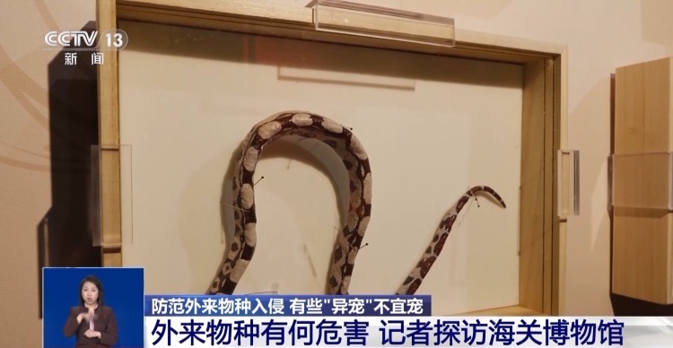 有些“异宠”不宜宠 专家：购买饲养前要做到“三查”