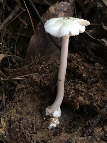 近期，小心这种致命毒物！湖北疾控重要提示