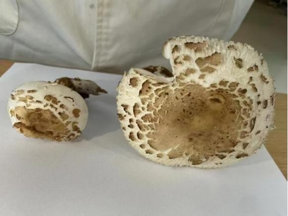 近期，小心这种致命毒物！湖北疾控重要提示