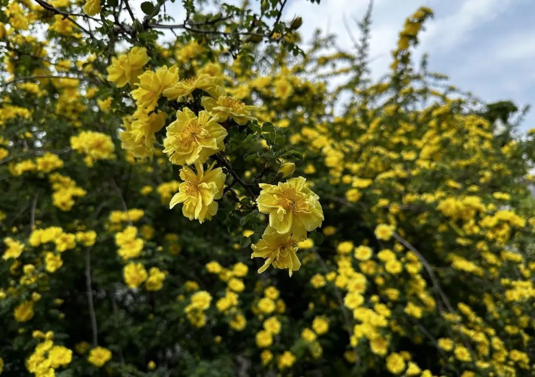 “变化太大了”,邂逅古都春日浪漫,白塔寺citywalk! “变化太大了”,邂逅古都春日浪漫,白塔寺citywalk!