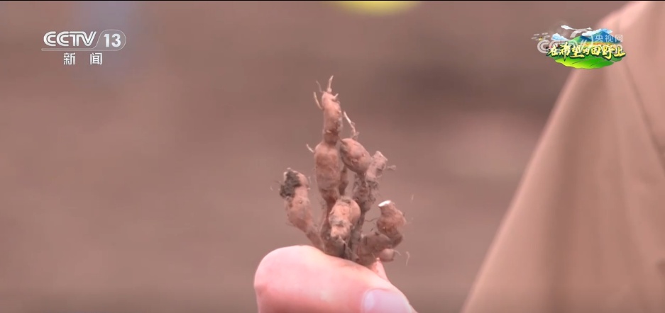 科技“点亮”希望的田野 绘就一幅幅多彩春日生产画卷