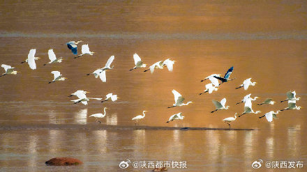 黄河榆林吴堡段百鸟翔集