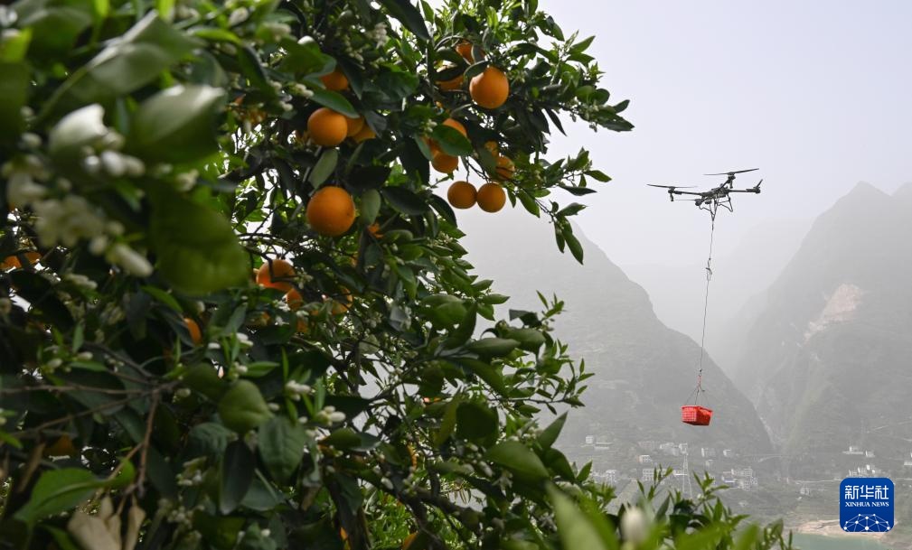湖北秭归:脐橙“飞”上天 湖北秭归:脐橙“飞”上天