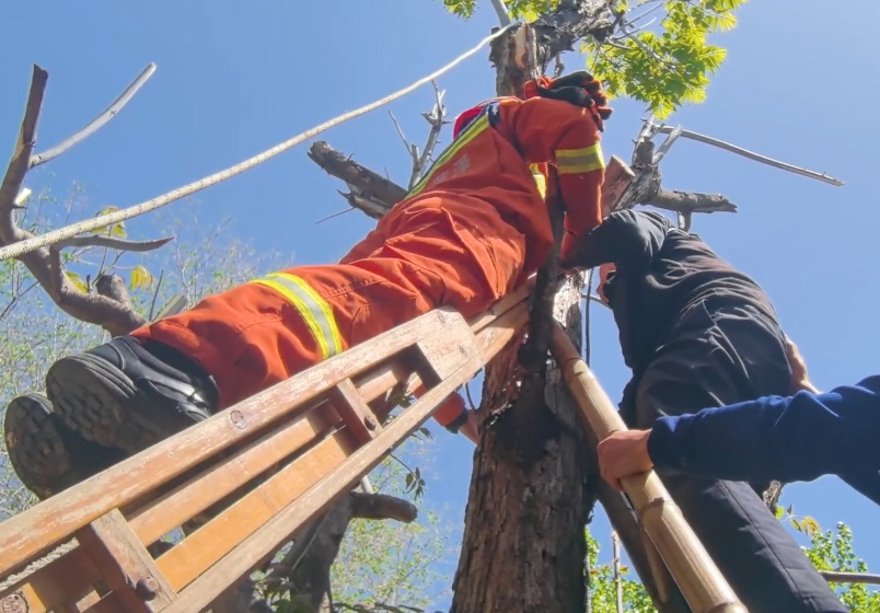尝鲜诱惑!八旬爷爷“硬核”摘香椿,结果变这样 尝鲜诱惑!八旬爷爷“硬核”摘香椿,结果变这样