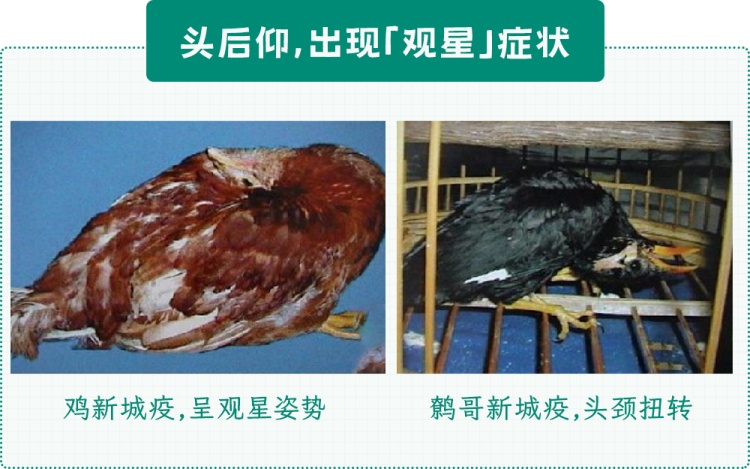不要碰！路边遇到这种诡异姿势的鸟，赶紧远离！