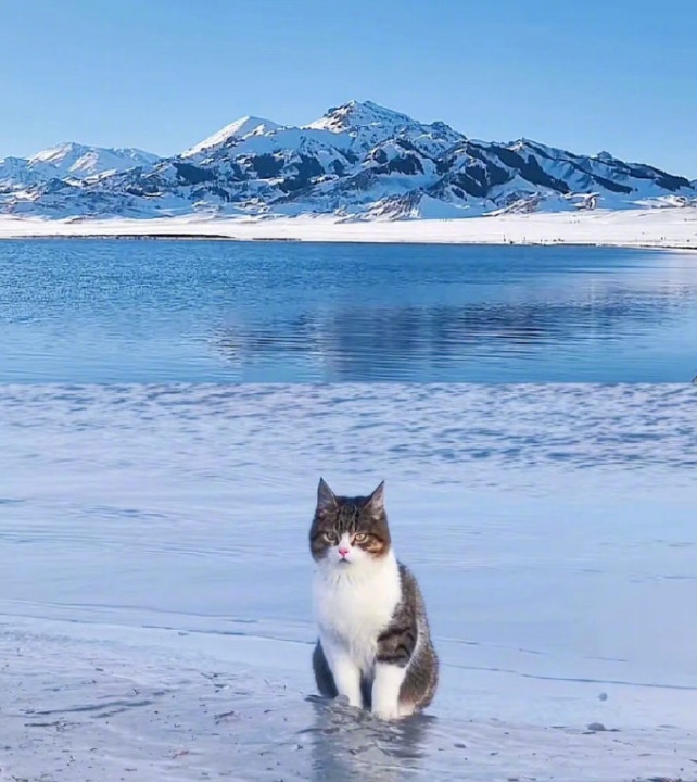 网红小猫“悟空”遭遇车祸去世，警方：小猫钻到车底，车主没注意