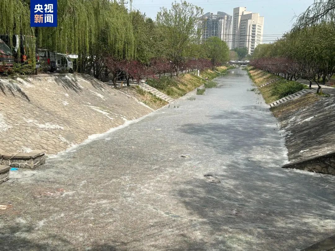 北京大风吹走的飞絮又来了？专家释疑