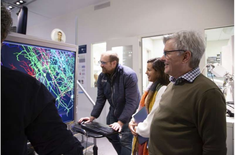 让小鼠看《黑客帝国》：科学家如何绘制迄今最详细大脑“接线图”