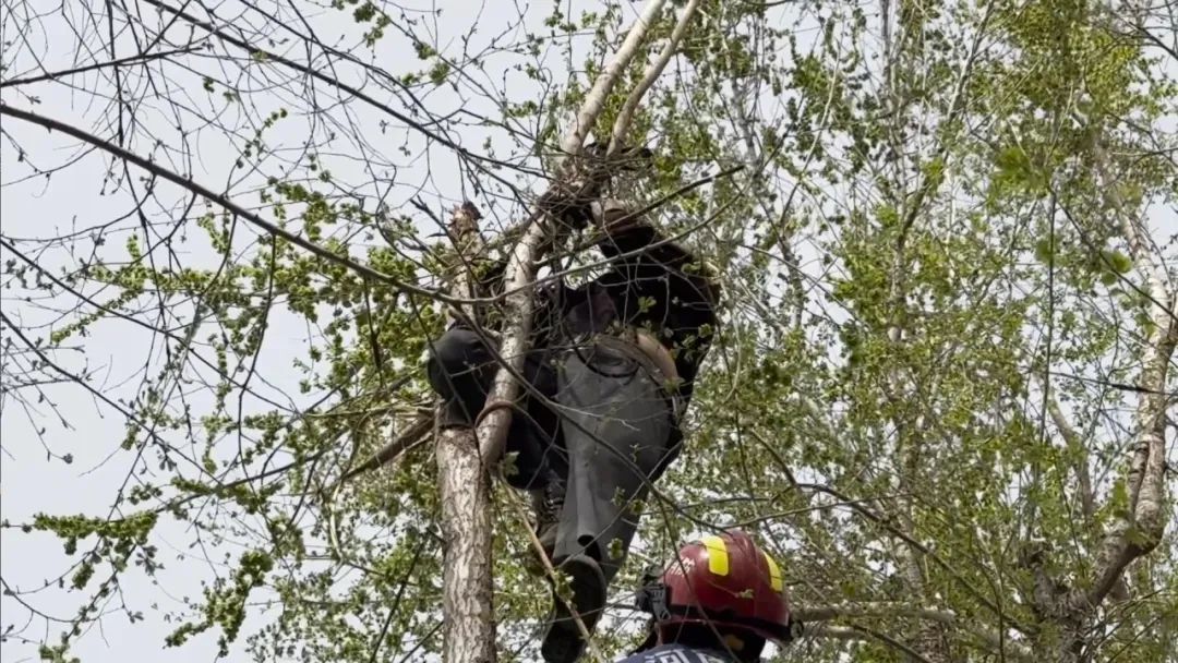 尝鲜诱惑!八旬爷爷“硬核”摘香椿,结果变这样 尝鲜诱惑!八旬爷爷“硬核”摘香椿,结果变这样