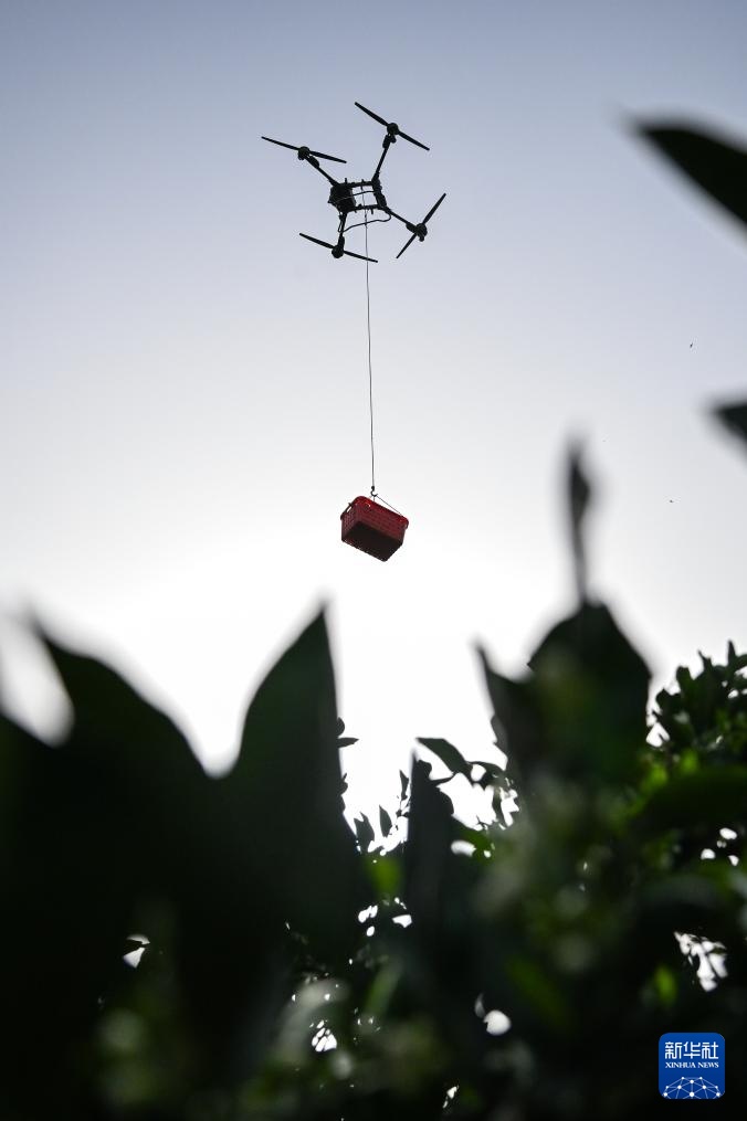 湖北秭归:脐橙“飞”上天 湖北秭归:脐橙“飞”上天