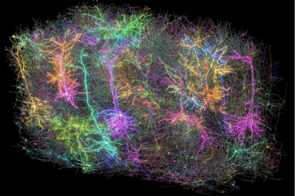 让小鼠看《黑客帝国》：科学家如何绘制迄今最详细大脑“接线图”
