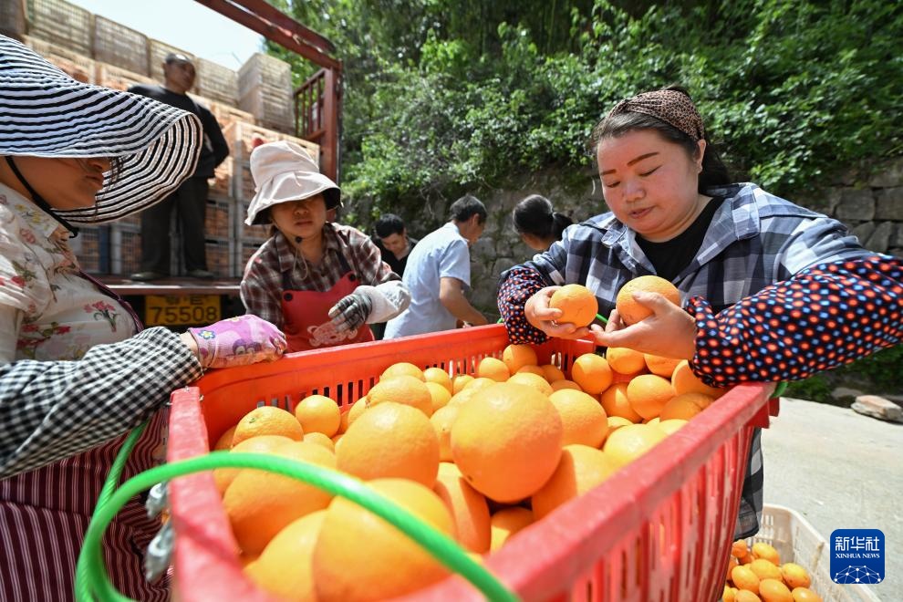 湖北秭归:脐橙“飞”上天 湖北秭归:脐橙“飞”上天