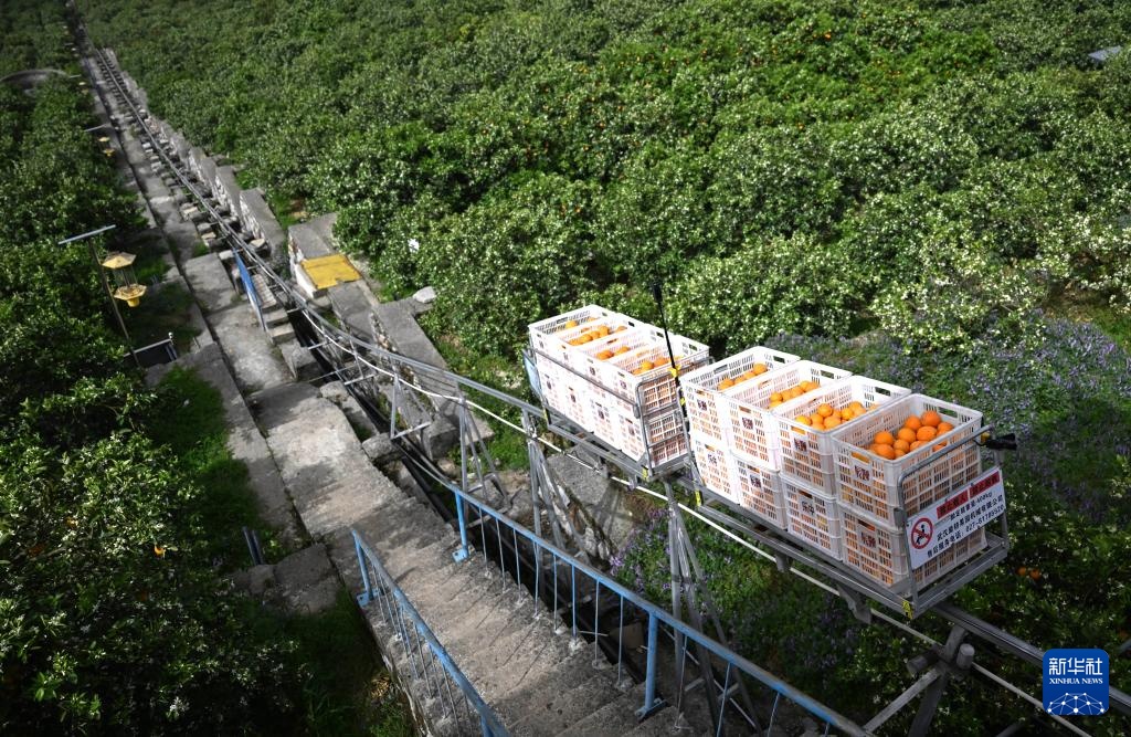湖北秭归:脐橙“飞”上天 湖北秭归:脐橙“飞”上天