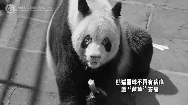 大熊猫“芦芦”去世！被称为“英雄父亲”，共育有50多个子女，还是“福宝”外公
